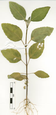 APII jpeg image of Melanthera biflora  © contact APII