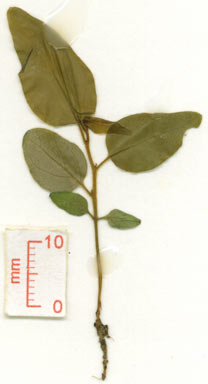 APII jpeg image of Ehretia membranifolia  © contact APII