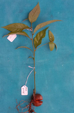 APII jpeg image of Endiandra palmerstonii  © contact APII