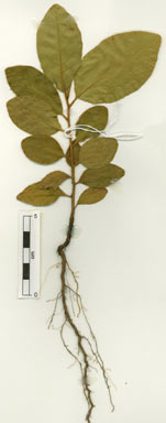 APII jpeg image of Terminalia petiolaris  © contact APII