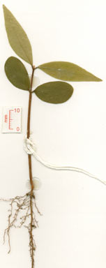 APII jpeg image of Whyanbeelia terrae-reginae  © contact APII