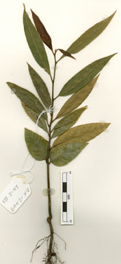 APII jpeg image of Cryptocarya endiandrifolia  © contact APII