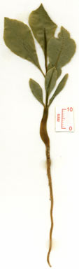 APII jpeg image of Planchonia careya  © contact APII
