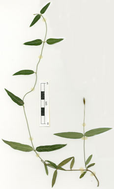 APII jpeg image of Parsonsia lanceolata  © contact APII