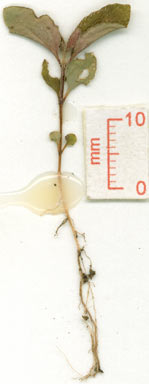 APII jpeg image of Melastoma malabathricum subsp. malabathricum  © contact APII