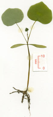 APII jpeg image of Stephania japonica var. japonica  © contact APII
