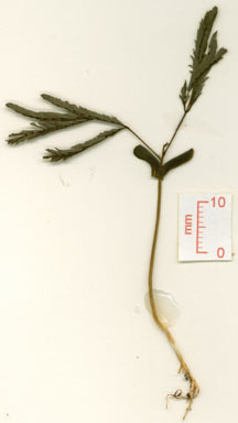 APII jpeg image of Senegalia albizioides  © contact APII
