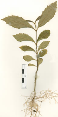 APII jpeg image of Steganthera laxiflora subsp. lewisensis  © contact APII