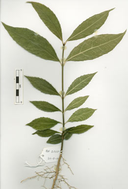 APII jpeg image of Wilkiea angustifolia  © contact APII