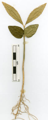 APII jpeg image of Wilkiea angustifolia  © contact APII