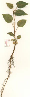 APII jpeg image of Ficus crassipes  © contact APII