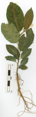 APII jpeg image of Ficus drupacea  © contact APII
