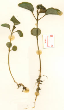 APII jpeg image of Ficus triradiata  © contact APII