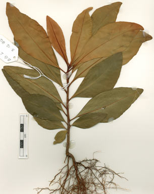 APII jpeg image of Myrsine achradifolia  © contact APII