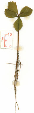 APII jpeg image of Myrsine subsessilis subsp. cryptostemon  © contact APII