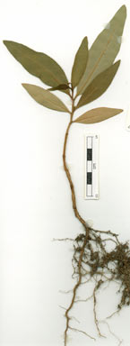 APII jpeg image of Lophostemon grandiflorus subsp. riparius  © contact APII