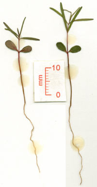 APII jpeg image of Neofabricia myrtifolia  © contact APII