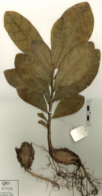 APII jpeg image of Barringtonia asiatica  © contact APII