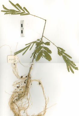 APII jpeg image of Senegalia pennata subsp. kerrii  © contact APII