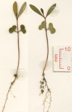 APII jpeg image of Tristaniopsis exiliflora  © contact APII