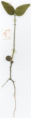APII jpeg image of Jasminum simplicifolium subsp. australiense  © contact APII