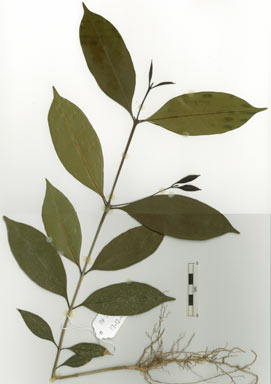 APII jpeg image of Olea paniculata  © contact APII