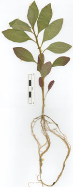 APII jpeg image of Ludwigia hyssopifolia  © contact APII