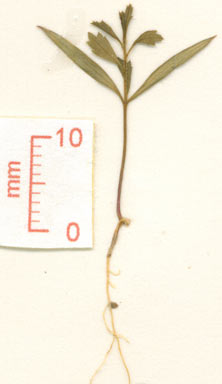 APII jpeg image of Bursaria spinosa subsp. spinosa  © contact APII