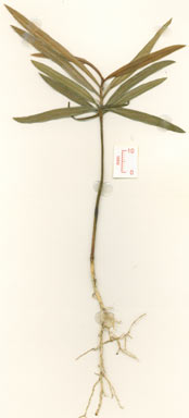 APII jpeg image of Podocarpus grayae  © contact APII