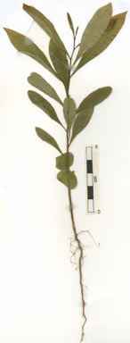 APII jpeg image of Buckinghamia ferruginiflora  © contact APII