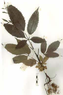 APII jpeg image of Carnarvonia araliifolia var. araliifolia  © contact APII