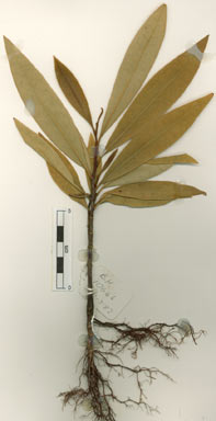 APII jpeg image of Stenocarpus reticulatus  © contact APII