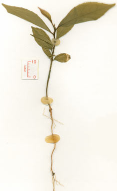 APII jpeg image of Schistocarpaea johnsonii  © contact APII