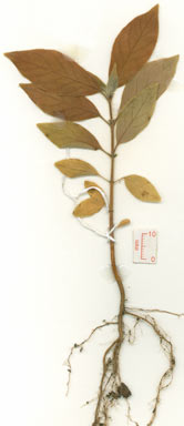 APII jpeg image of Antirhea tenuiflora  © contact APII