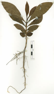 APII jpeg image of Atractocarpus fitzalanii subsp. tenuipes  © contact APII