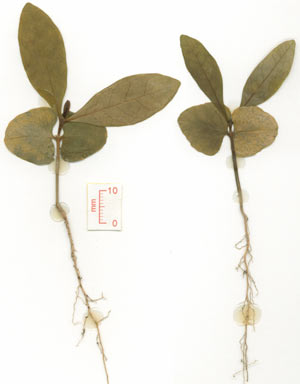 APII jpeg image of Ixora biflora  © contact APII