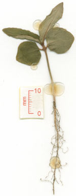 APII jpeg image of Psychotria sp. Utchee Creek (H.Flecker NQNC5313)  © contact APII