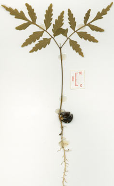 APII jpeg image of Cupaniopsis foveolata  © contact APII