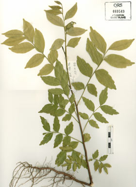 APII jpeg image of Ganophyllum falcatum  © contact APII