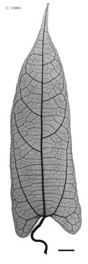 APII jpeg image of Aristolochia sparusifolia  © contact APII