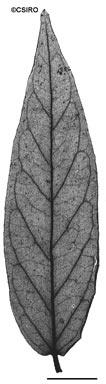 APII jpeg image of Parsonsia lenticellata  © contact APII