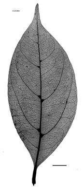 APII jpeg image of Cissus sterculiifolia  © contact APII
