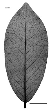 APII jpeg image of Austrocallerya australis  © contact APII