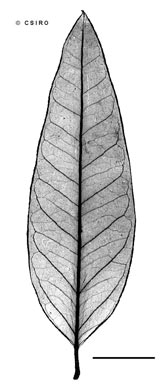 APII jpeg image of Parsonsia lanceolata  © contact APII