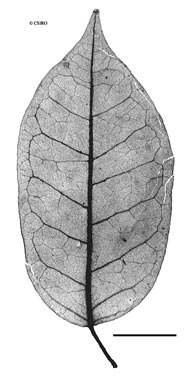 APII jpeg image of Leichhardtia micradenia  © contact APII