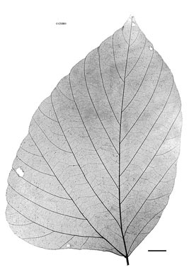 APII jpeg image of Mucuna diabolica subsp. kenneallyi  © contact APII