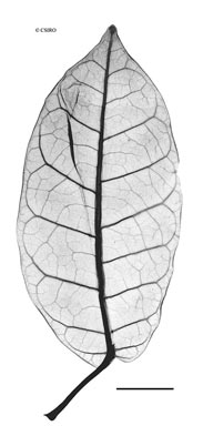 APII jpeg image of Leichhardtia paludicola  © contact APII