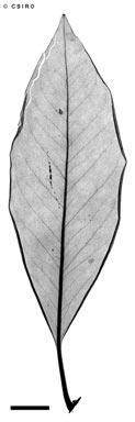APII jpeg image of Opisthiolepis heterophylla  © contact APII