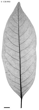 APII jpeg image of Myristica globosa subsp. muelleri  © contact APII