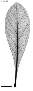 APII jpeg image of Planchonella euphlebia  © contact APII